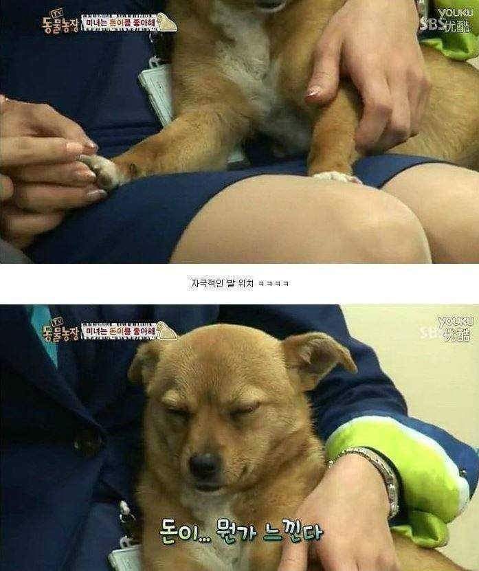 얘 개가 아닐지도 몰라 | 인스티즈