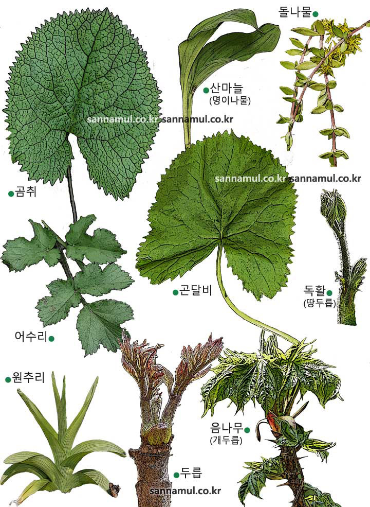 한국인 식성 요약.jpg | 인스티즈