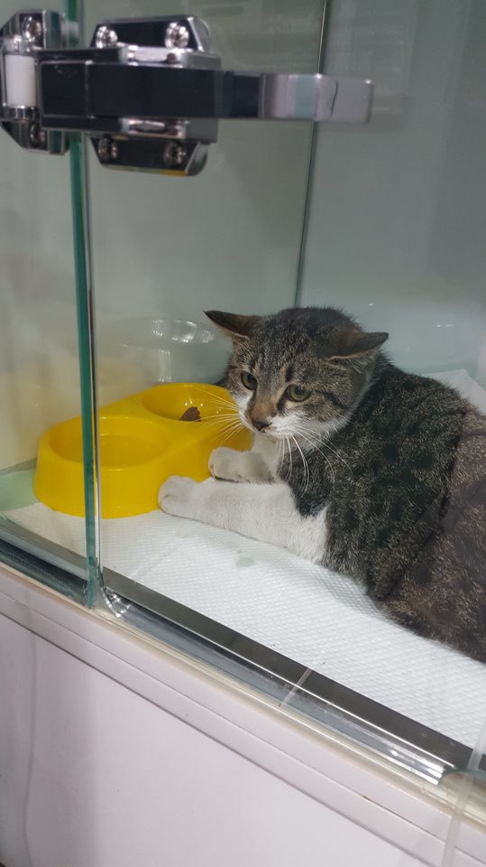 박스안에서 버려진채 떨고있던 고양이 쿠키의 평생을 함께 할수있는 따뜻한가족을 찾습니다! | 인스티즈