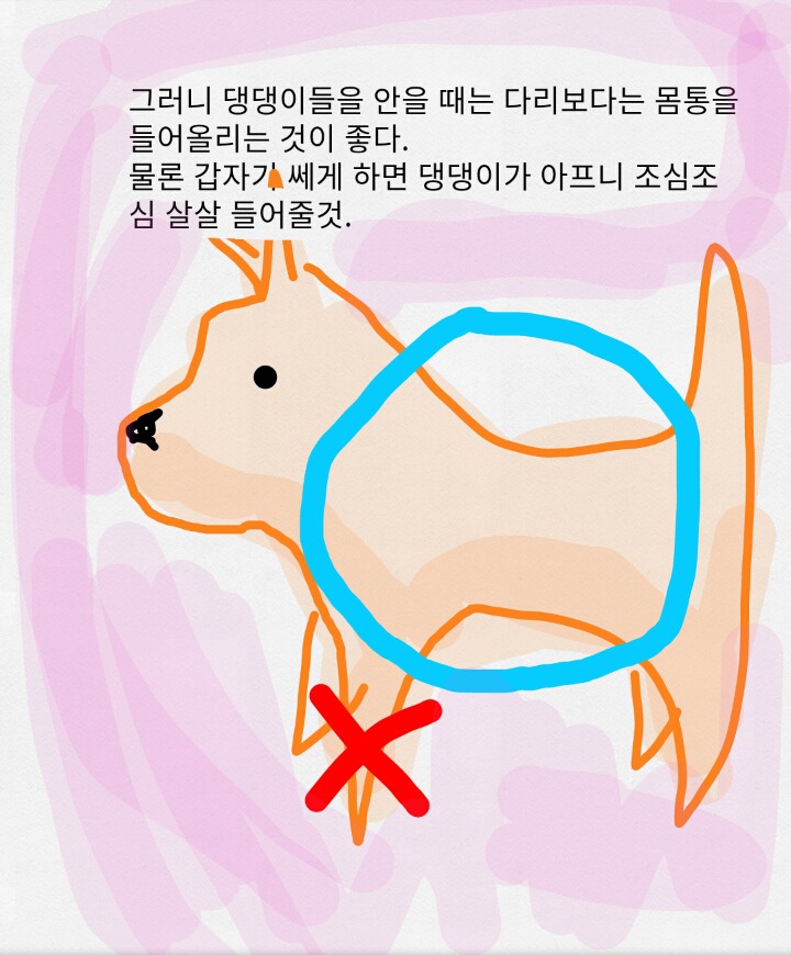 보노보노가 알려주는 댕댕이를 안아주는 방법 | 인스티즈