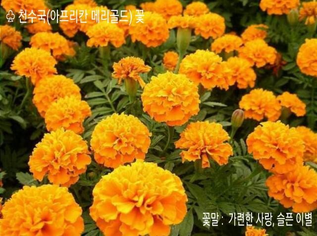 메리 골드 이미지