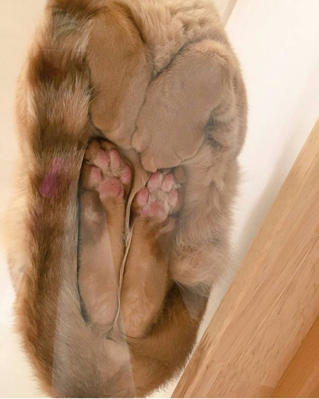 고양이 식빵 구울 때 밑에서 본 모습 | 인스티즈