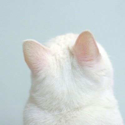 고양이 인기비결 6위정도에 위치하지않을까싶긔 | 인스티즈