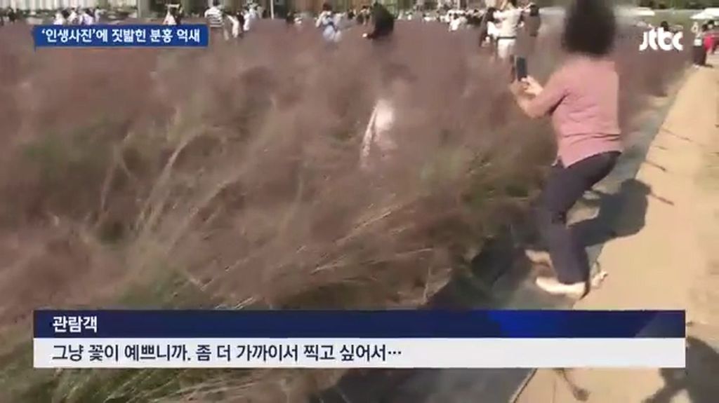 인생사진에 짓밟힌 분홍 억새.jpg | 인스티즈