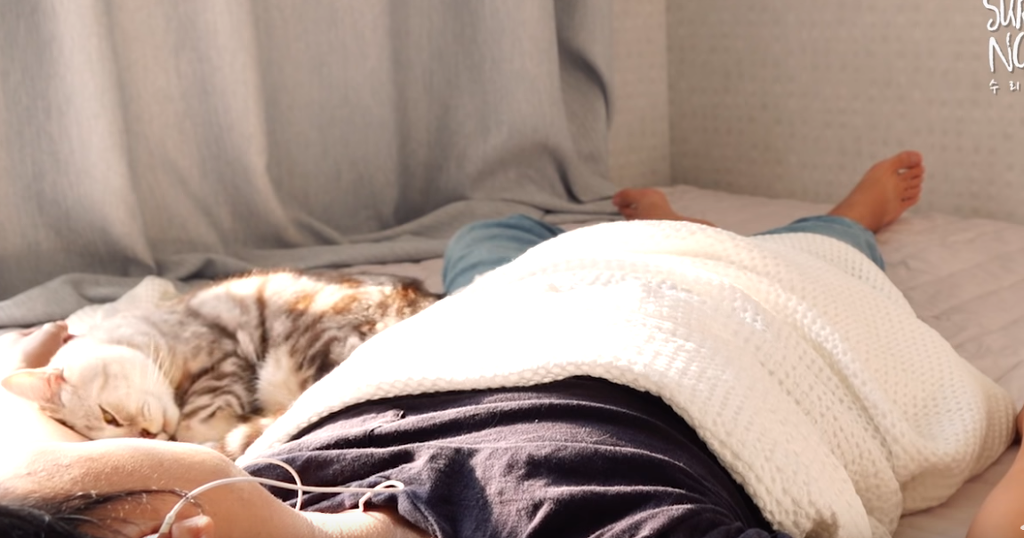 인터넷 랜선 냥이 집사들의 로망 | 인스티즈