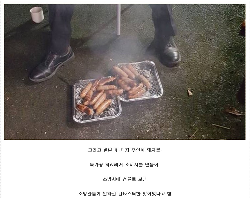 화재현장에서 돼지를 구하고 받은 선물 | 인스티즈