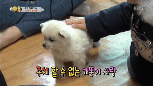 어제 슈돌에 나온 3개월된 강아지.gif | 인스티즈