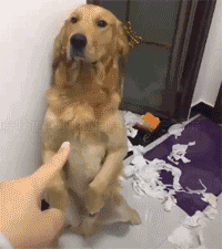 혼나는 멍뭉이.gif | 인스티즈