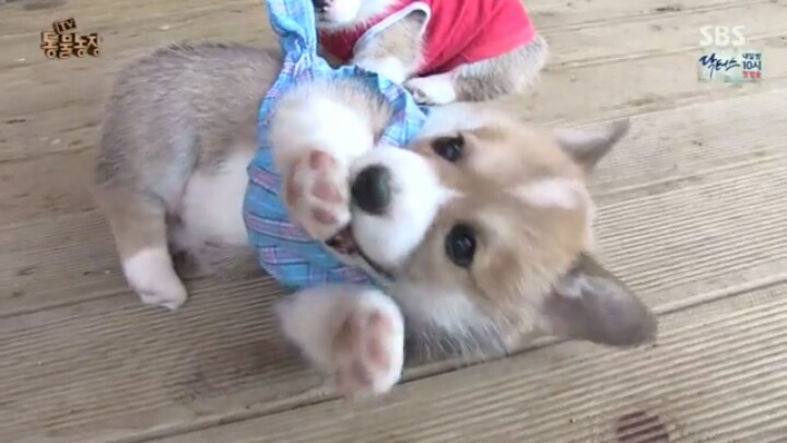 심장주의) 6남매들 | 인스티즈