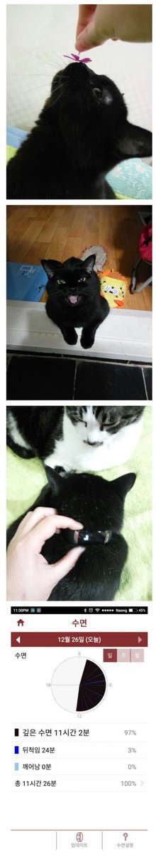 고양이에게 스마트밴드를 채워보았다.jpg | 인스티즈