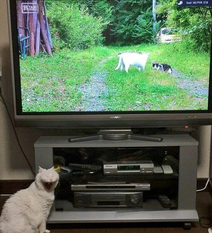 망한 고양이 사진대회 | 인스티즈