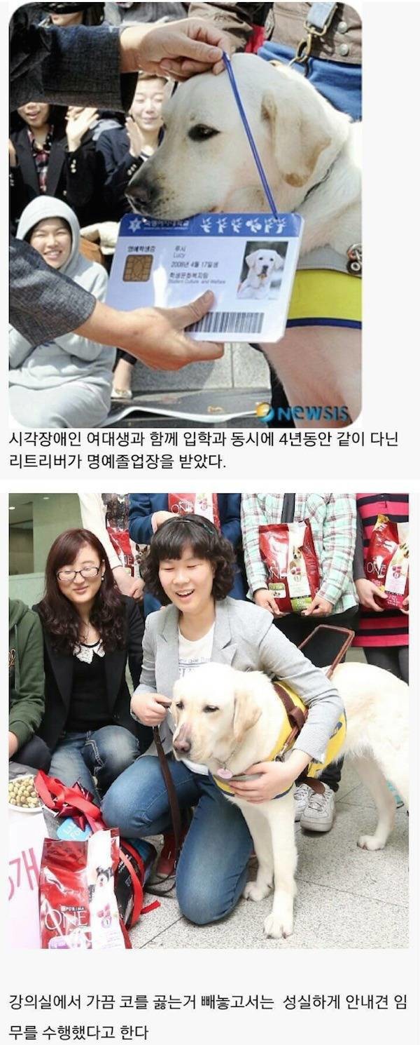 대학교 졸업한 댕댕이 | 인스티즈