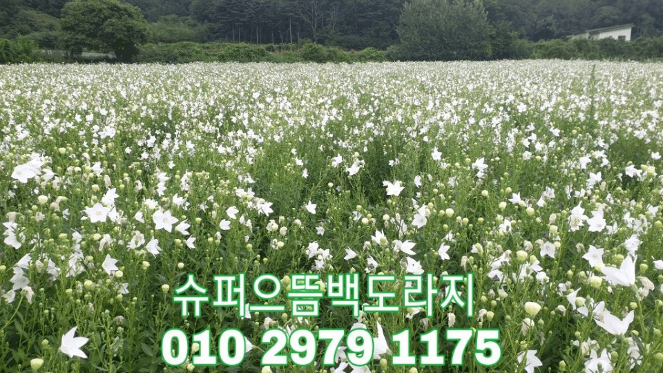 까치슈퍼 이미지