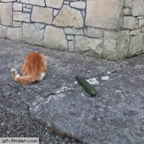 고양이가 제일 무서워하는 것.gif | 인스티즈