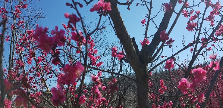 우리산약초 이미지