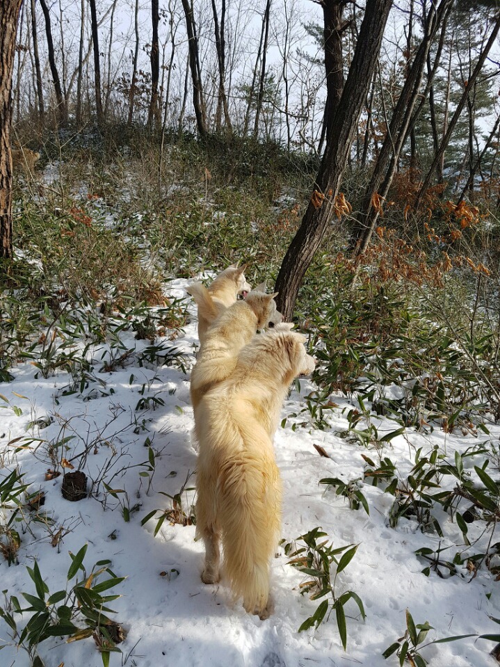 효산 이미지