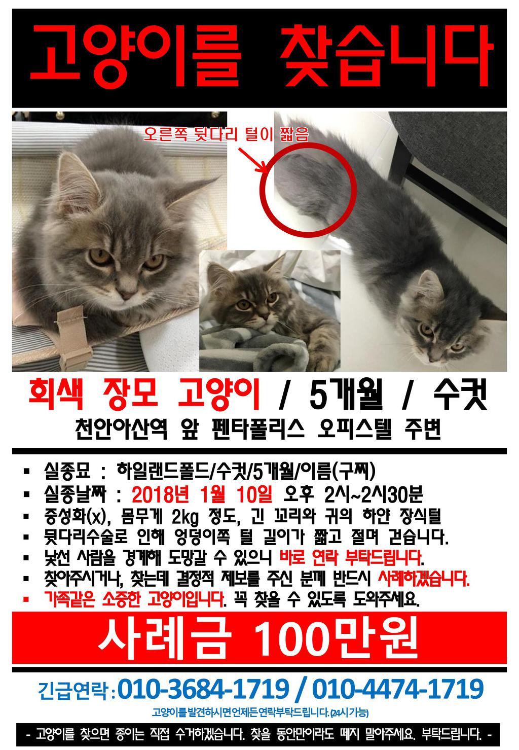 [고양이를찾습니다.제발도와주세요] 천안아산역 와이시티 근처 | 인스티즈