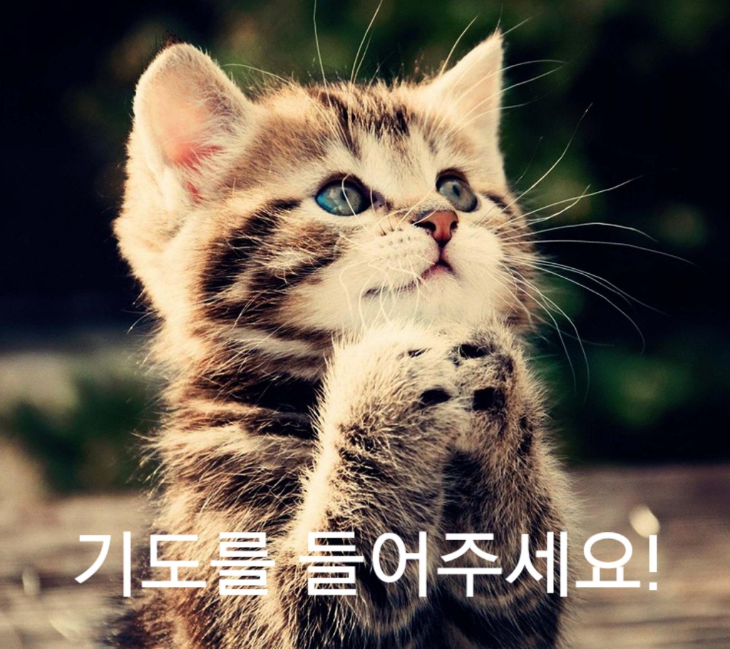 백조와 믿음 이미지