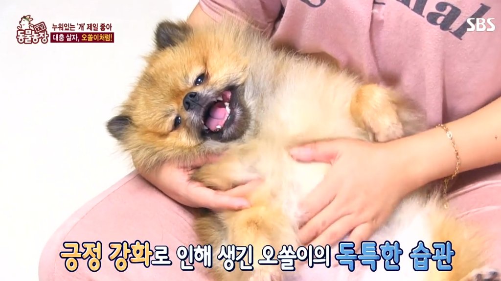 [동물농장] 누워있길 좋아하는 강아지 오쏠이 | 인스티즈