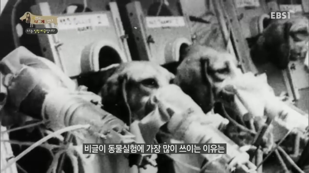 실험 비글을 아십니까? 동물실험에서 가장 많이 사용되는 견종.jpg (맴찢주의) | 인스티즈