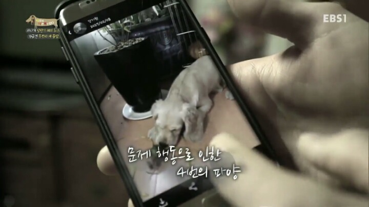 [세나개] 시도때도 없이 마운팅하고 똥을 먹는 두부의 문제 행동 고치기 -1.jpg | 인스티즈