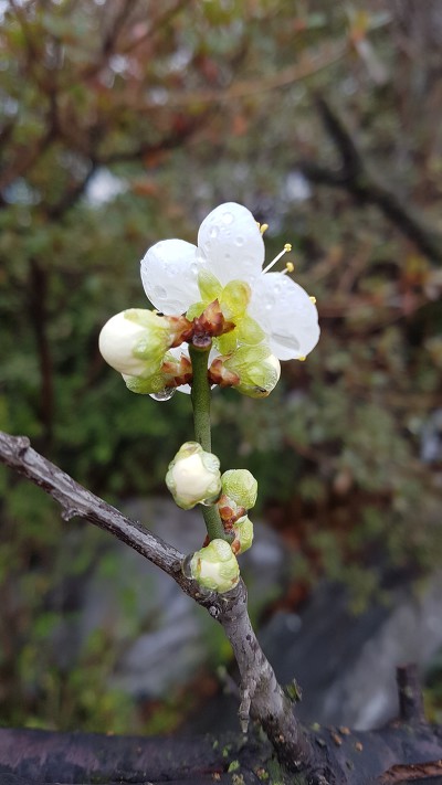 99E9CA435C974B912E7A1C