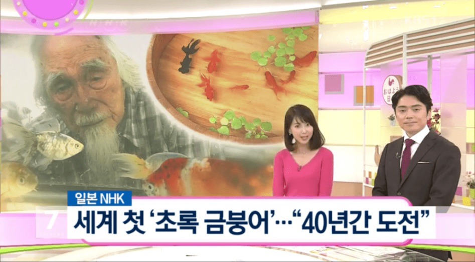 일본 금붕어 양식업자 녹색금붕어 만드는데 성공 | 인스티즈