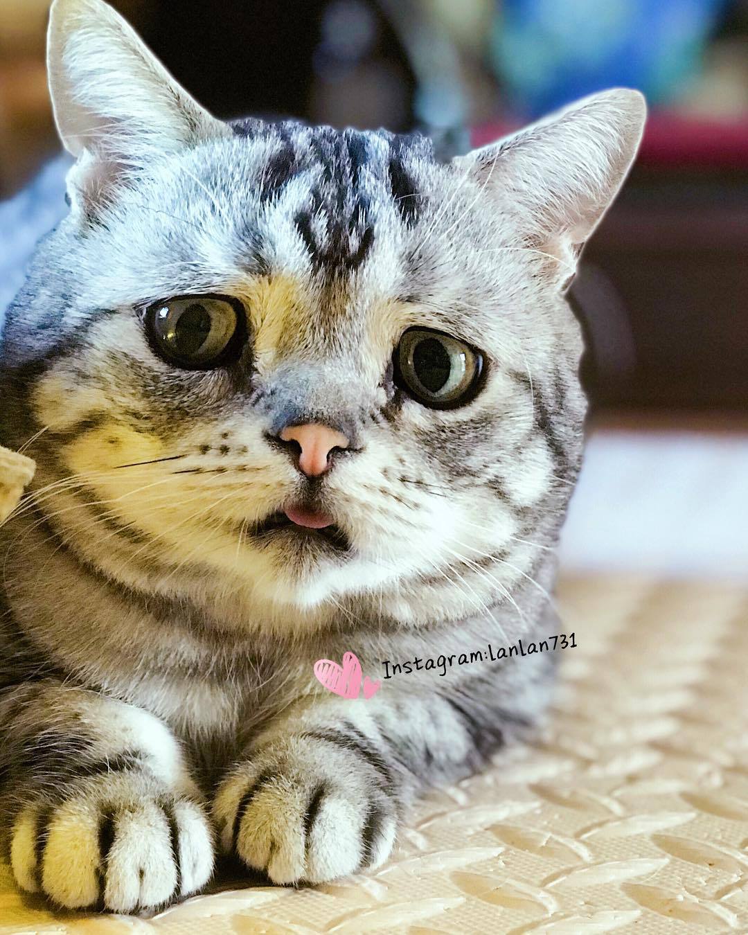 항상 억울한 냥이.jpg | 인스티즈
