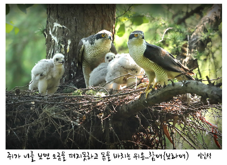 보라매 이미지