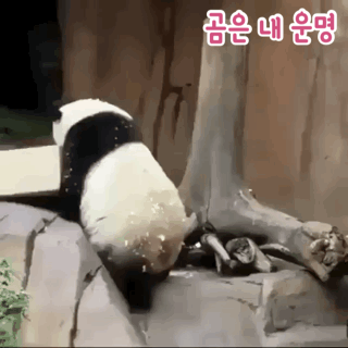 연어들이 갑자기 없어짐 | 인스티즈