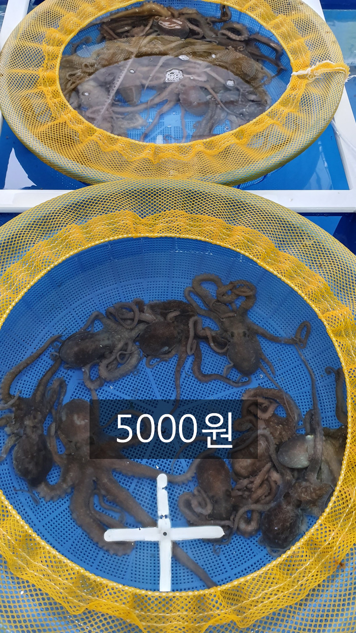 목포뻘낙지 이미지