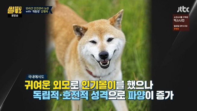 [썰전] 시바견 | 인스티즈