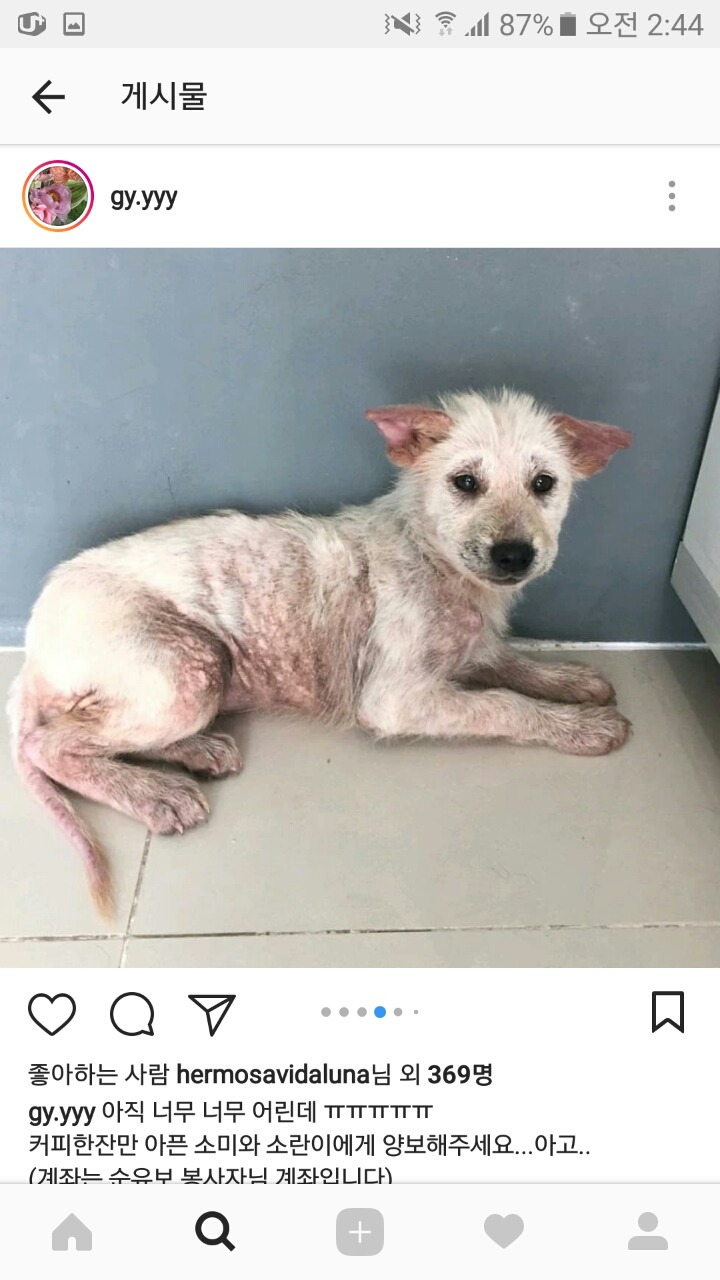 피부가 다 벗겨진 강아지 좀 도와주면 안될까? 소액후원도 정말 괜찮아 | 인스티즈