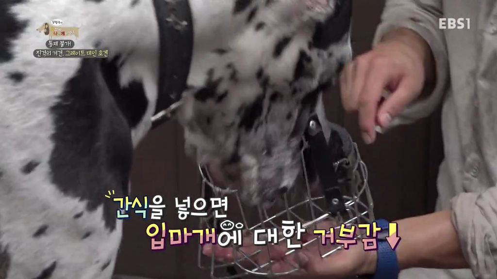 반려견의 입마개 거부감 없애는 팁 .gif | 인스티즈