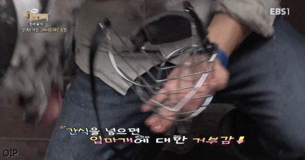 반려견의 입마개 거부감 없애는 팁 .gif | 인스티즈